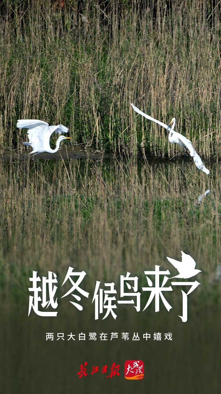 越冬候鸟来了|海报图集