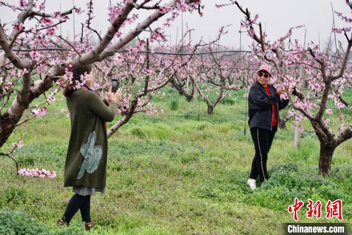 江苏无锡万亩桃林花开正盛 游人拍花"留住"美好春天