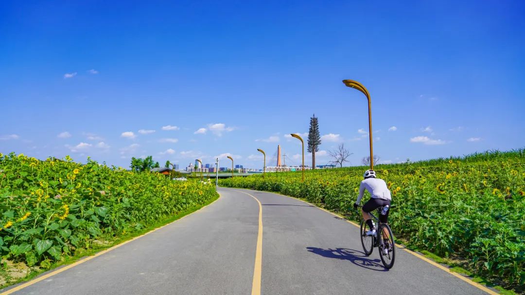 又出太阳了!成都这片花海,超美!