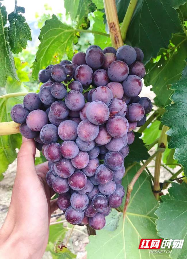 奇遇桑日丨这座海拔3500米的葡萄酒庄,储藏着高原的甜美