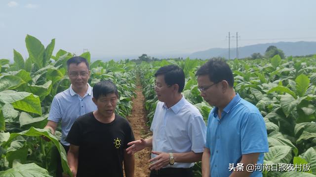 河南农业大学烟草学院院长赵铭钦为种烟大户乔彦子讲