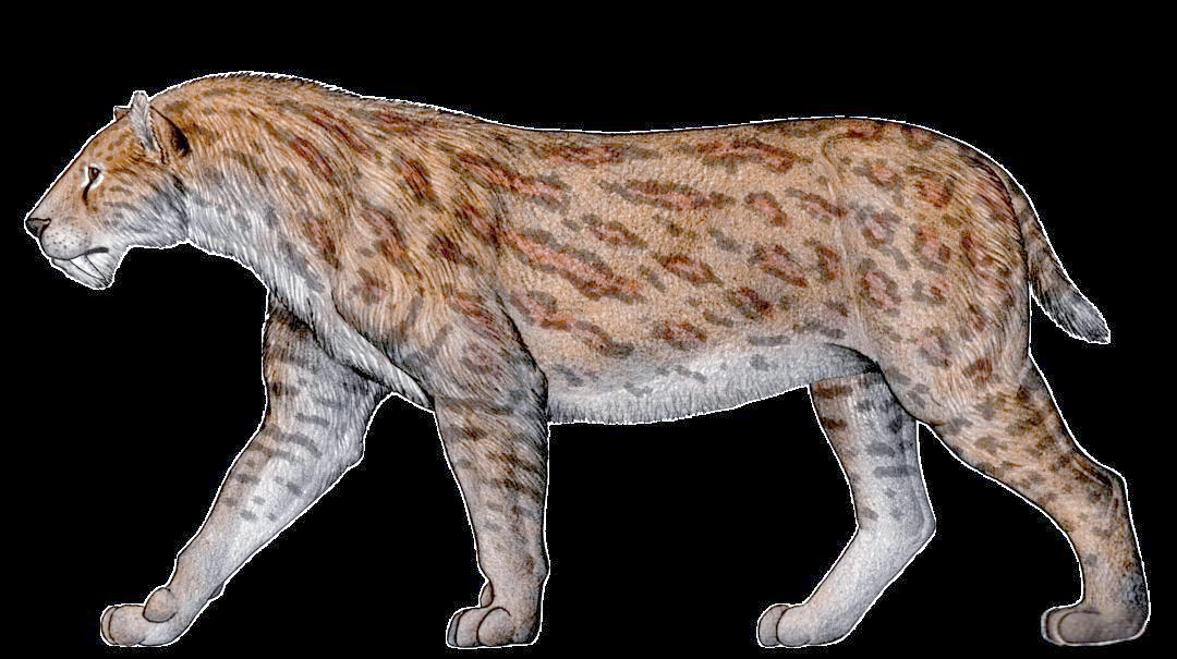 巨颏虎演化研究取得新进展,国际期刊发表重要研究成果