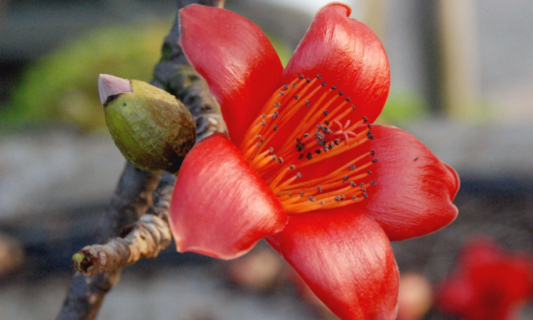 木棉花花语和寓意
