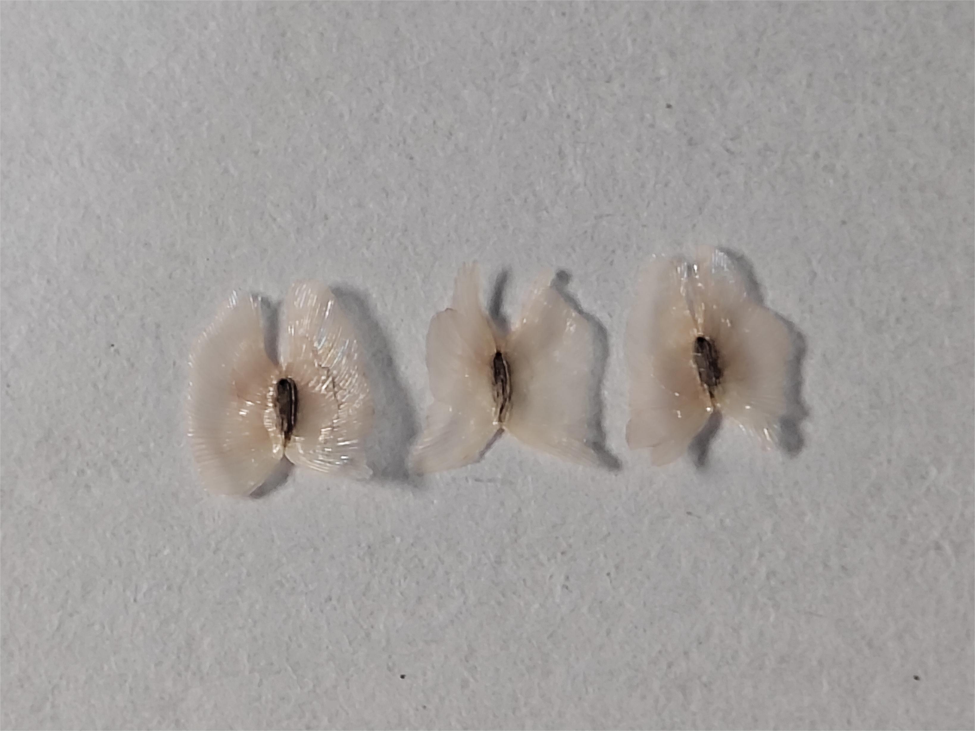 从一颗毛泡桐的果实你能看到些什么?小身体竟蕴含着大秘密!