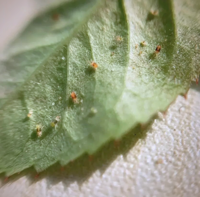 室内养花面临的主要虫害