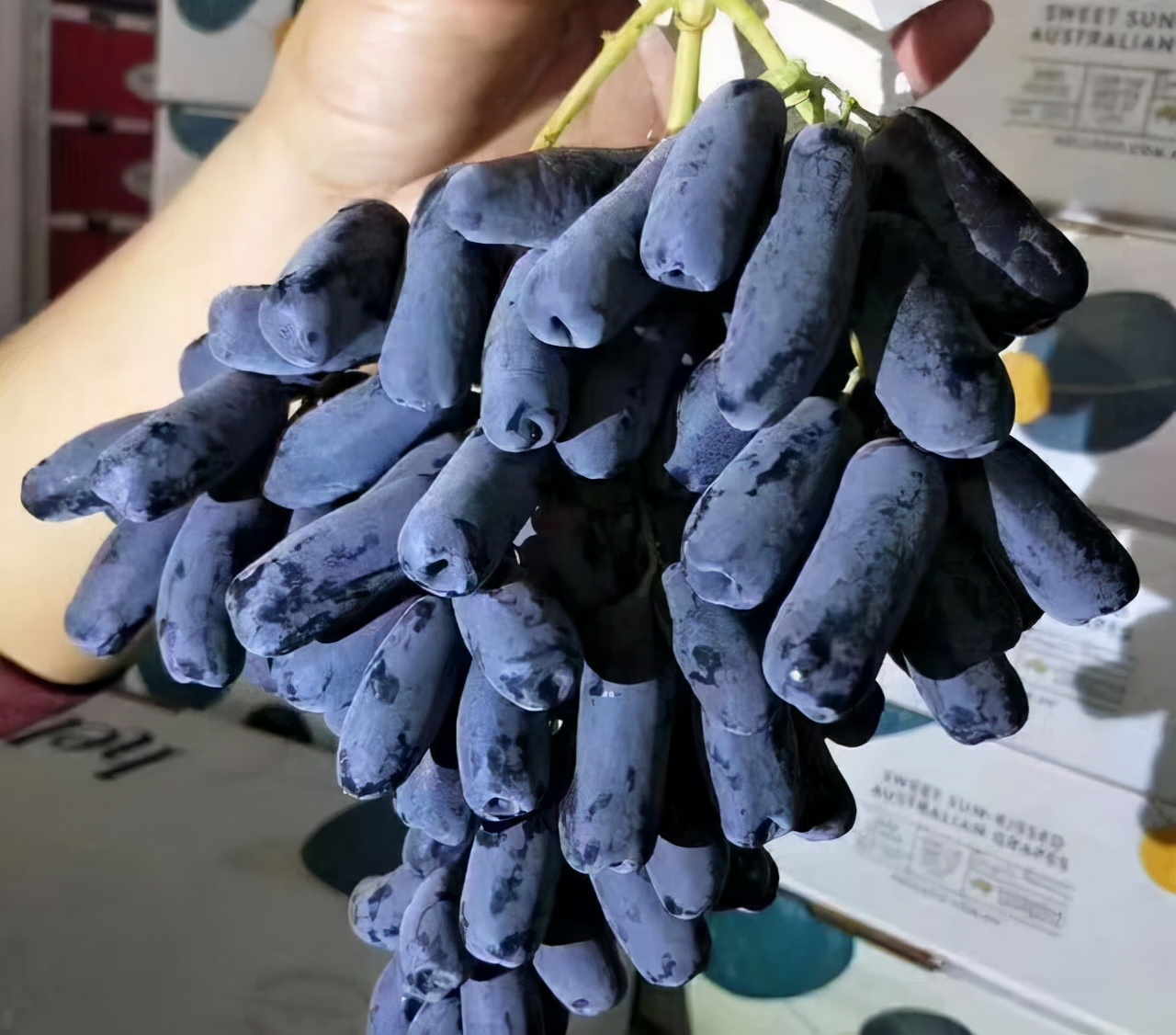 蓝宝石葡萄营养丰富,口感香甜,但种植时要注意以下事项,来看看
