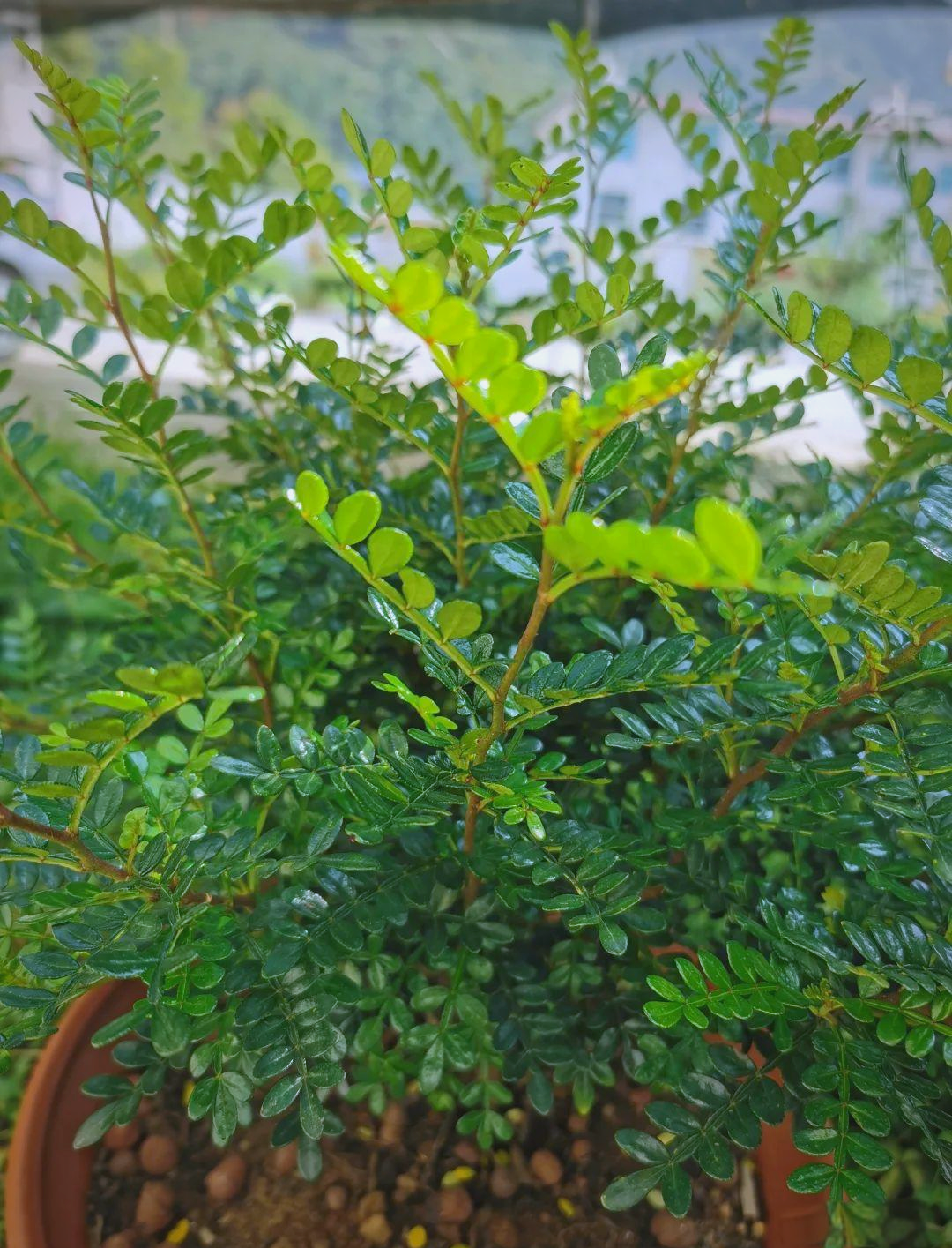 胡椒木的养护与繁殖指南