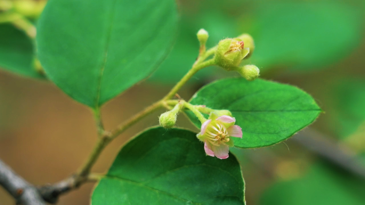 科普总动员｜探秘济南特有珍稀植物——山东栒子 - 图7