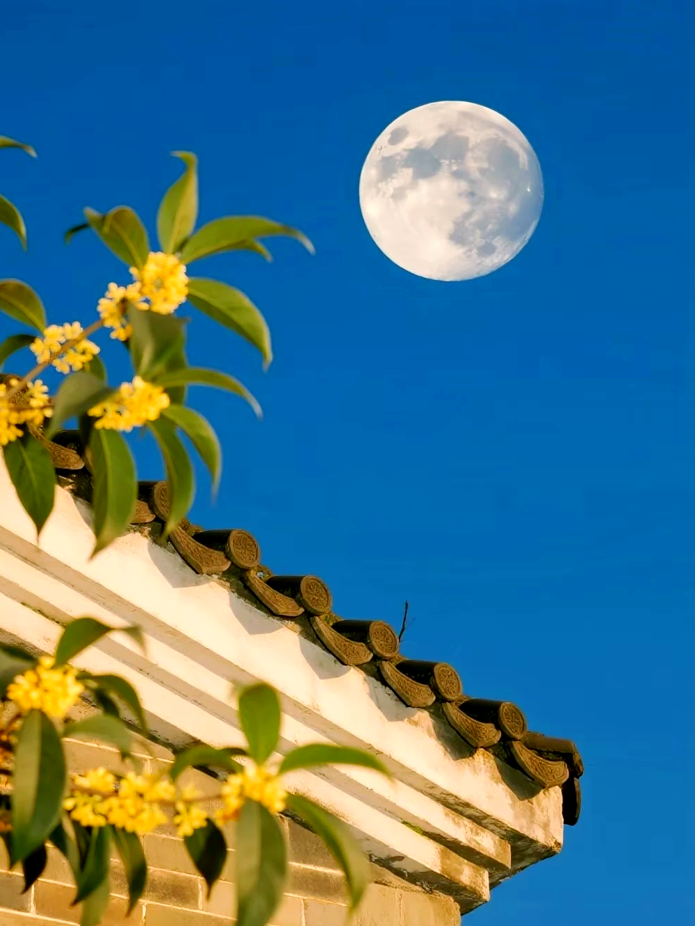 桂花与中秋:月亮节庆的文化之旅