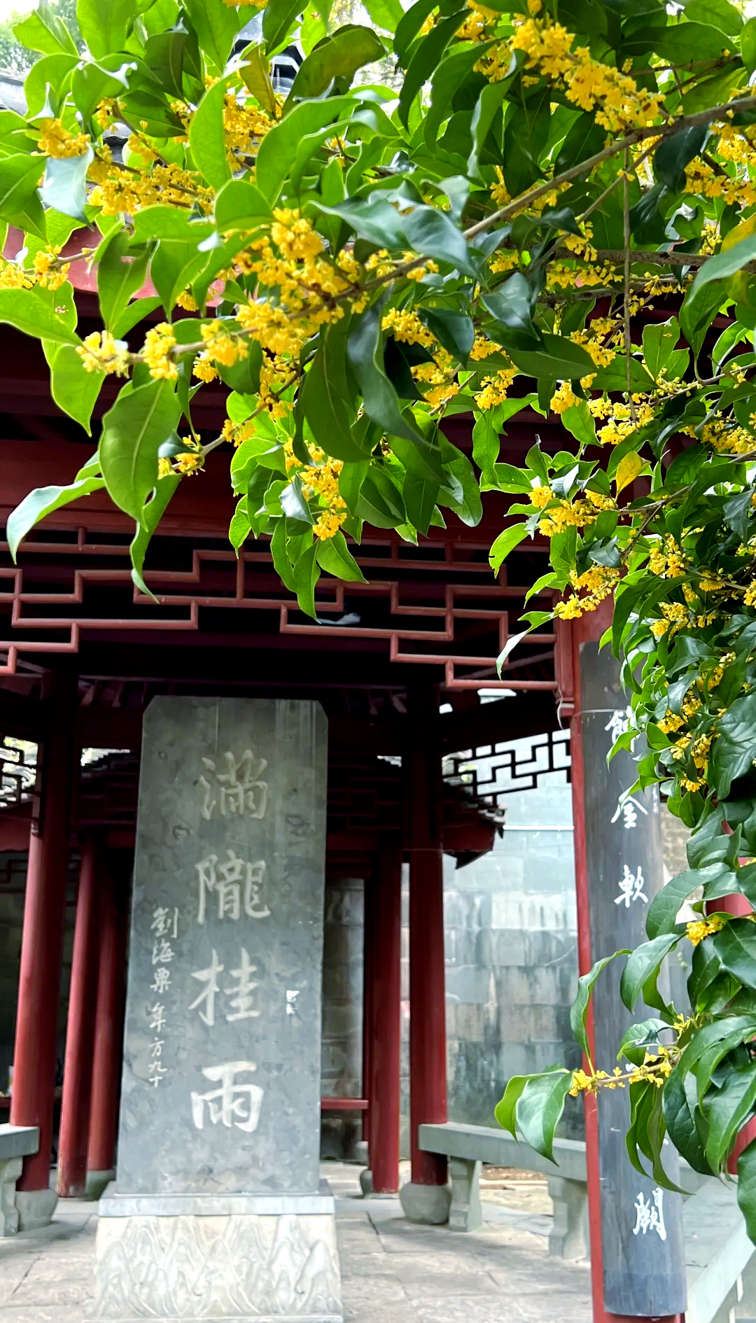 人间遐想:桂花的故事与象征意义