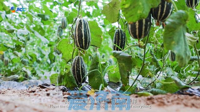 老外章丘摘瓜记!实地体验济南现代农业新魅力