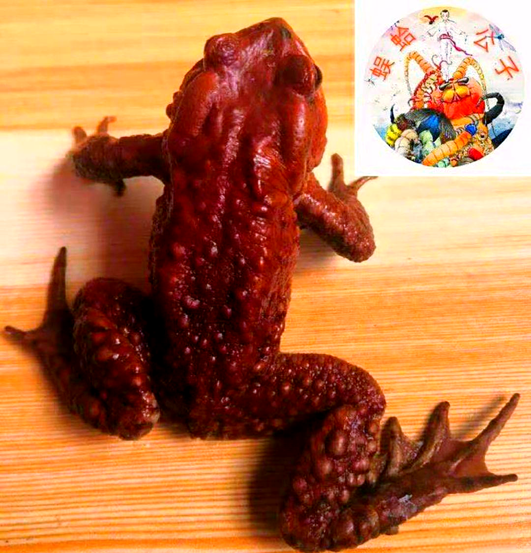 这种蟾蜍以其独特的红色系和鲜艳的外观而著称