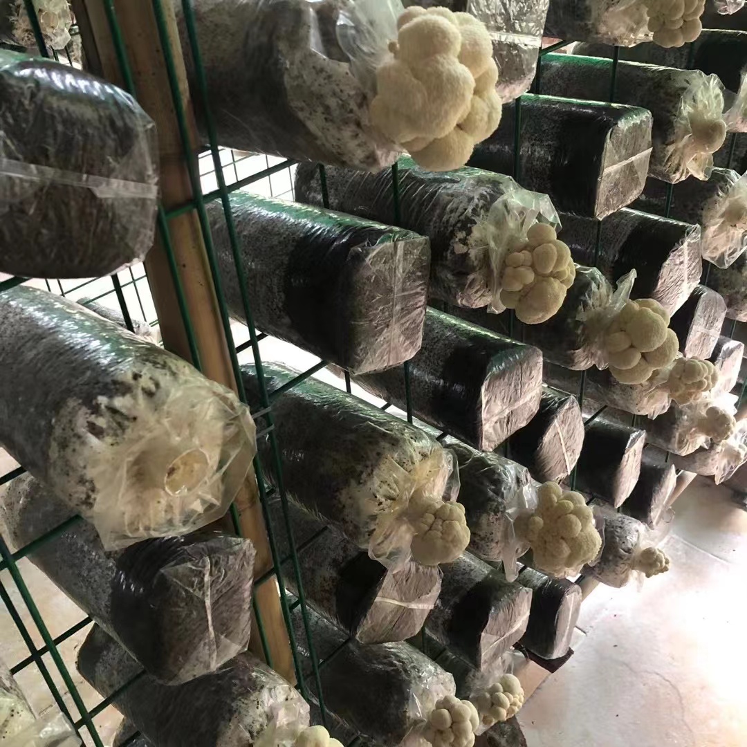 恒温菇房食用菌出菇网格架工厂化种植