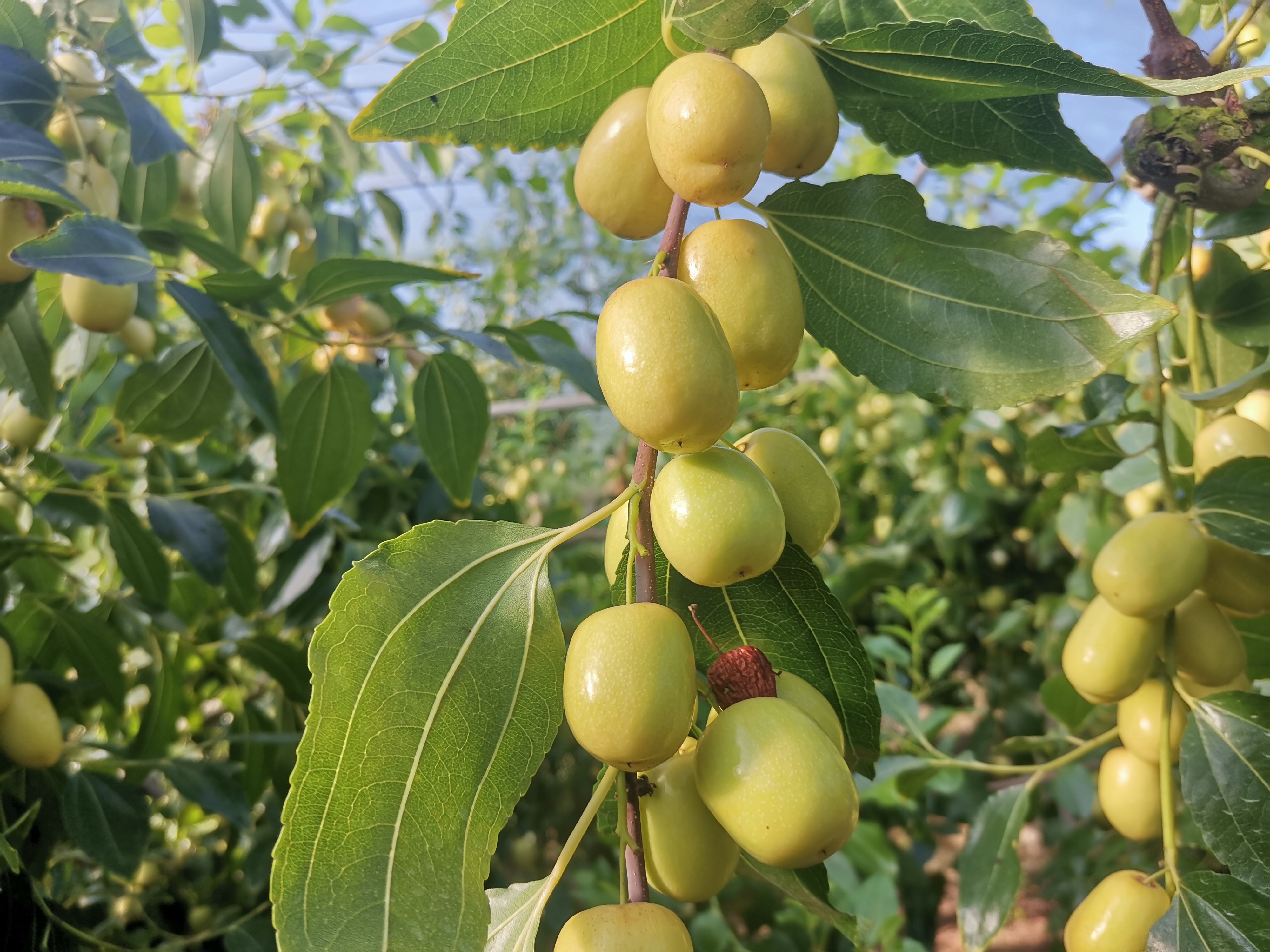 大棚米枣上市枣农迎来丰收季