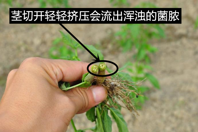 辣椒青枯病