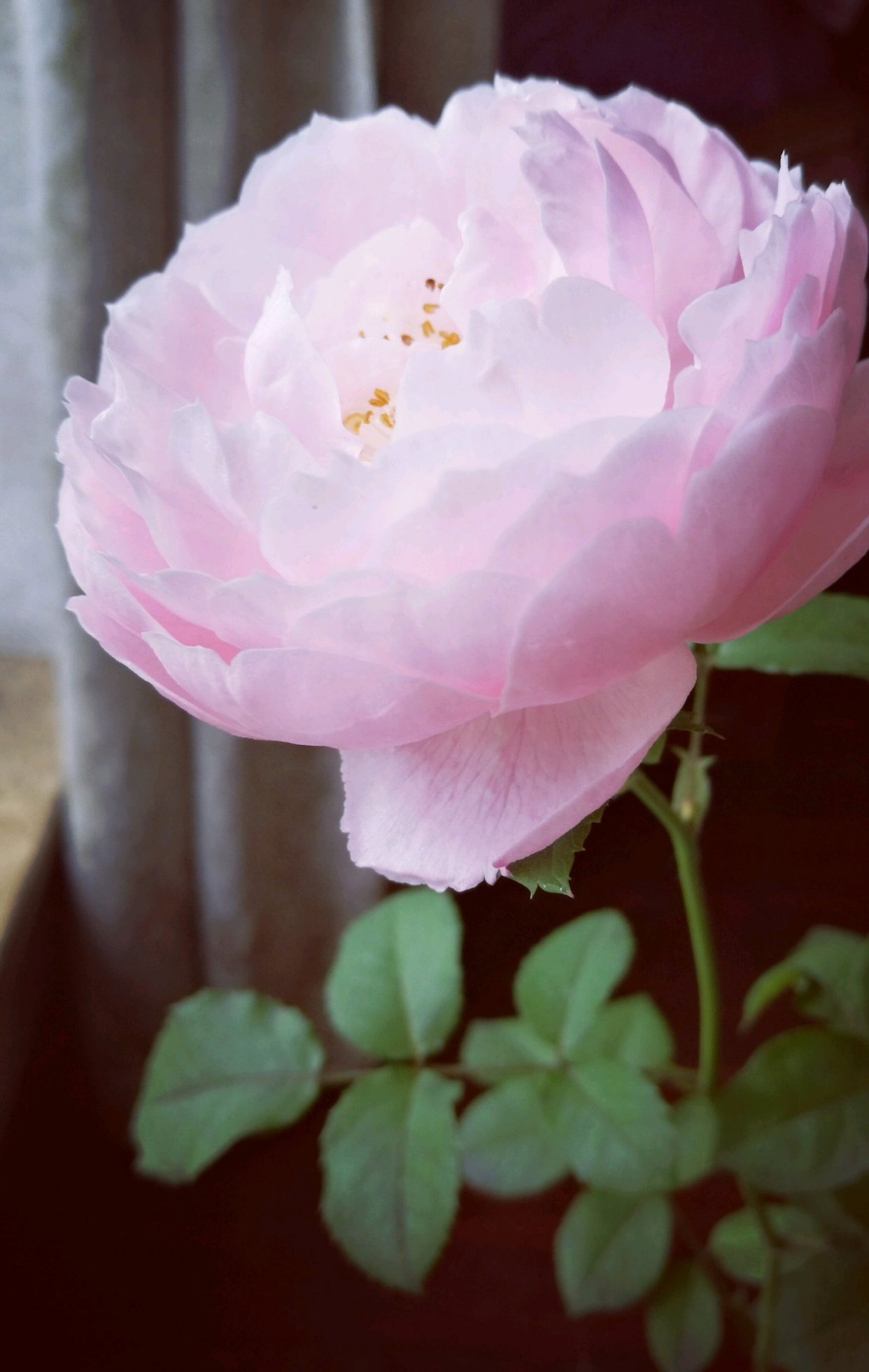 月季花界的"仙女"—羽毛,又美又仙,香气好闻,阳台也能养