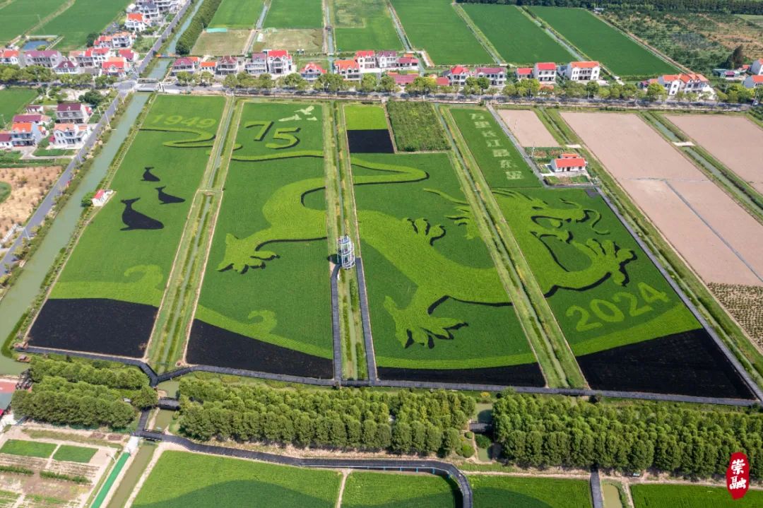 "00后"主设计的崇明百亩稻田画,长啥样?