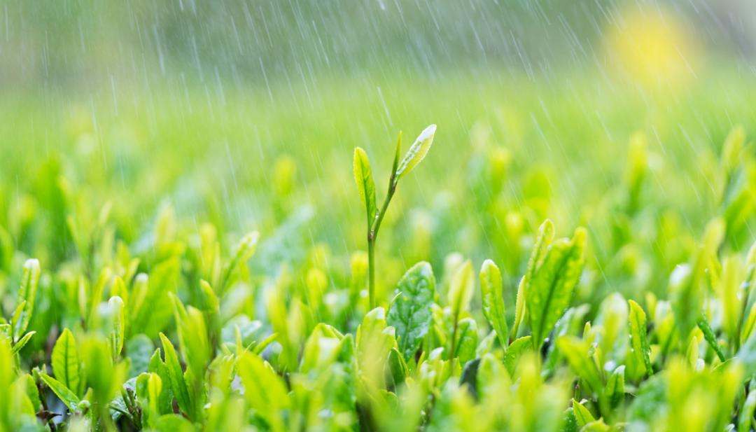 谷雨图片高清壁纸图片