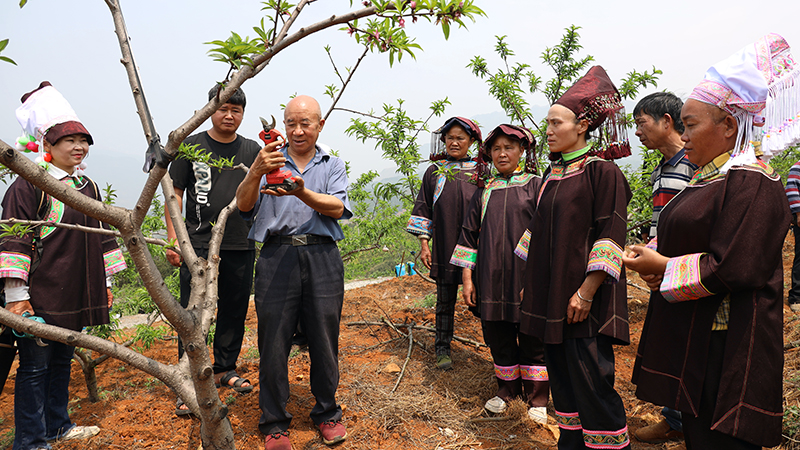 晴隆县沙子镇:生态果园电力足