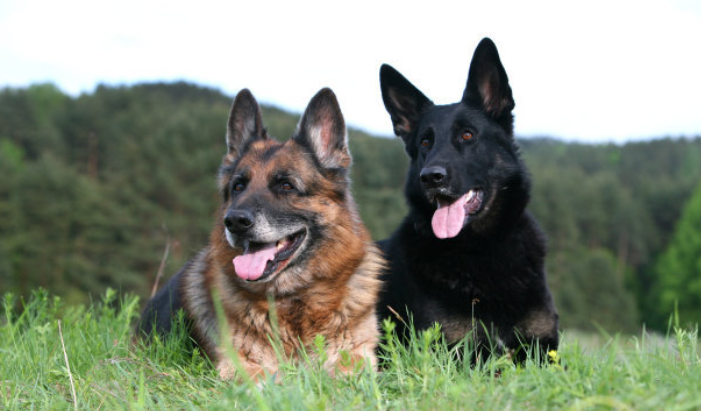 东德牧羊犬什么颜色贵