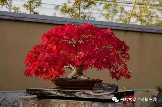 红枫盆景图片大全欣赏图片
