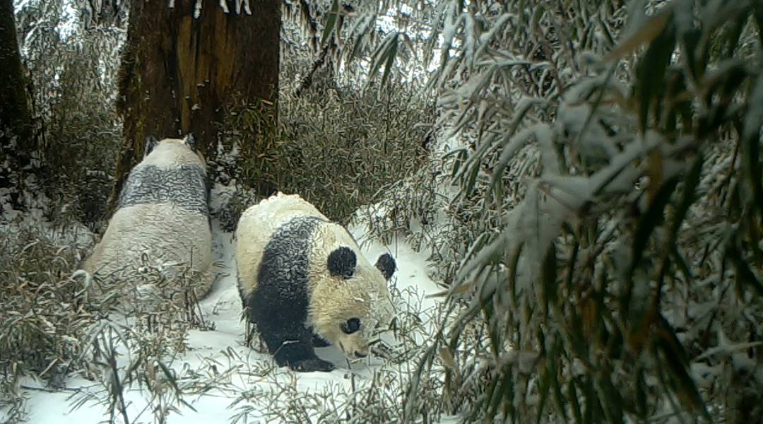 宝兴大熊猫图片