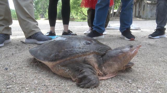 南阳一46斤百年巨鳖上岸被捉:有人出价2万元购买,村民果断拒绝后放生