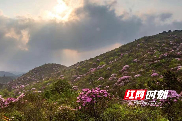 炎陵大院线上云锦杜鹃花节4月13日圆满收官