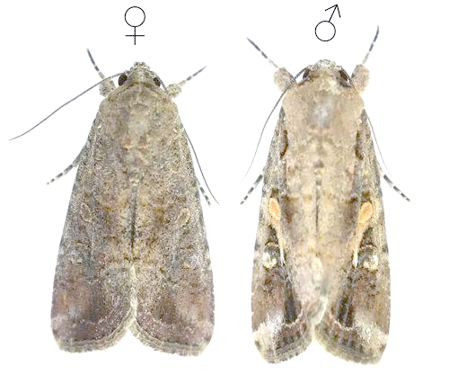 夜蛾:偏爱甜食的昆虫,常陷入人类设下的死亡陷阱