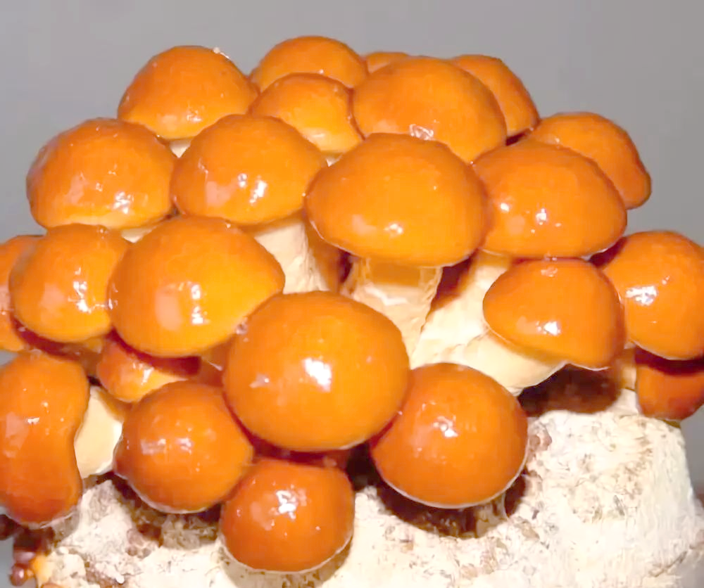 滑子菇:营养丰富的黏液小能手