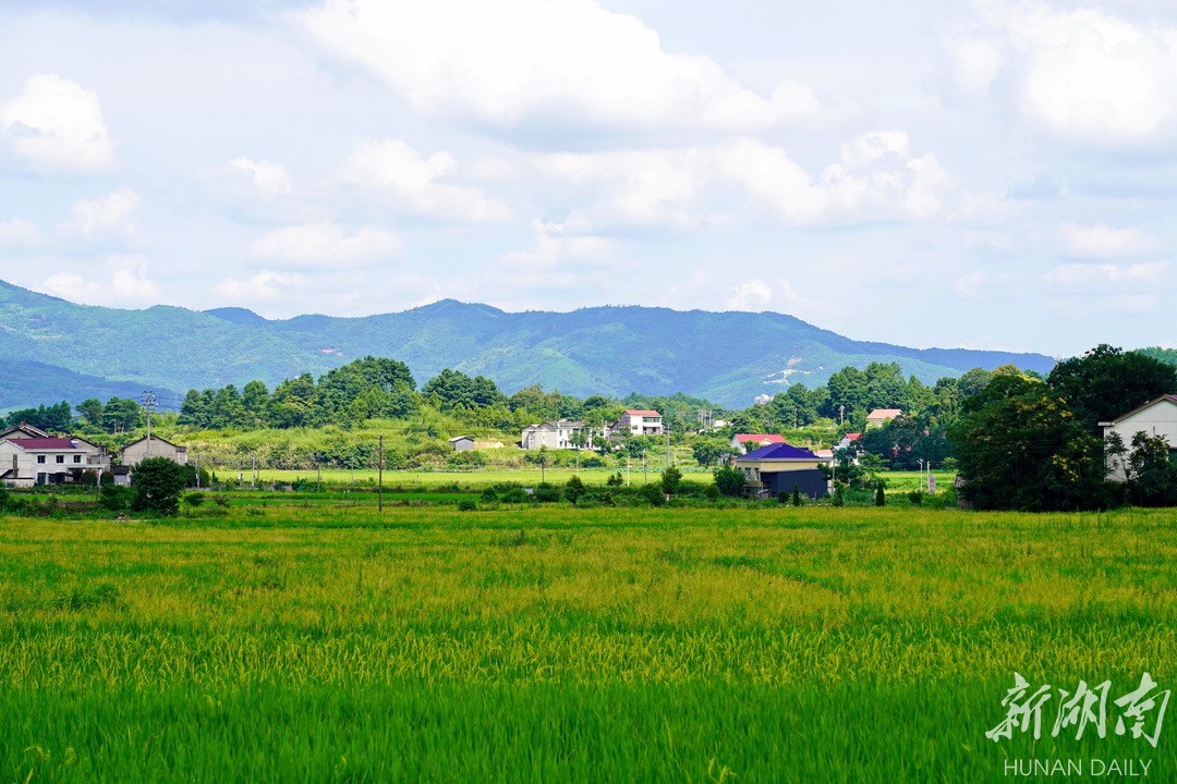 弼时镇:红色热土别样春