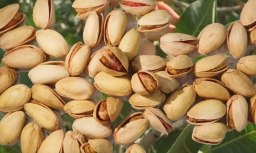 开心果是什么的果实(开心果是什么果实的核)