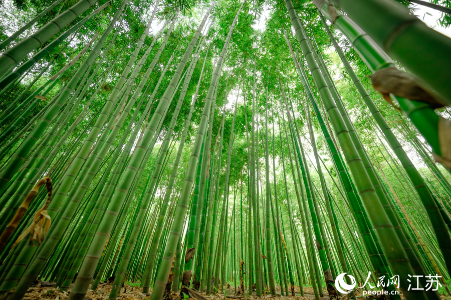 江蘇常熟蔣巷村:鄉村振興美畫卷