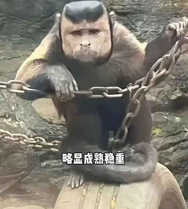 "国字脸猴子"一夜爆红!网友:救命,和我老公好像