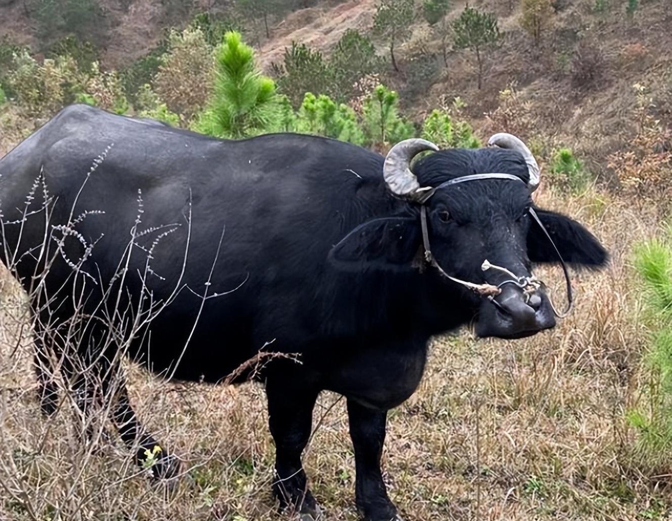 为什么印度的一头摩拉水牛能卖1800万元?这牛到底有什么用?