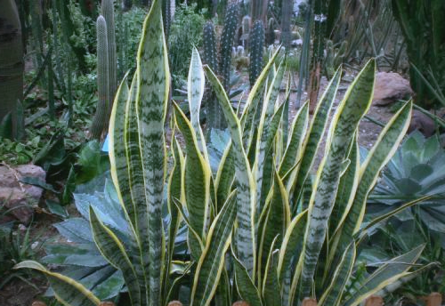 虎皮兰爆盆的秘密:侧芽养护与扦插技巧