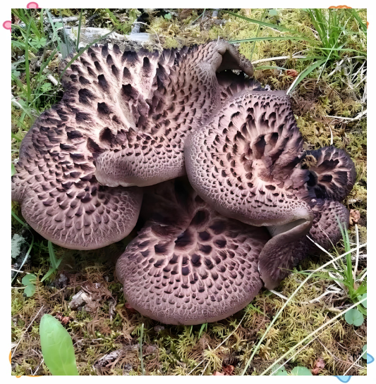 虎掌菌与宽鳞大孔菌:相似外观下的生态与特征差异