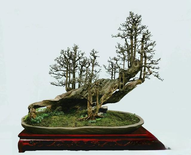 一棵朽木对节白蜡盆景桩的十年蜕变过程