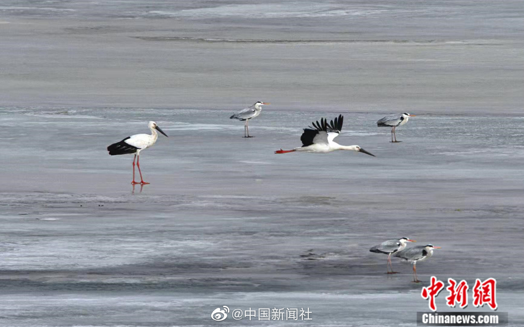 大地春回候鸟归!黑龙江黑河段翩翩白鹳,苍鹭戏水欢