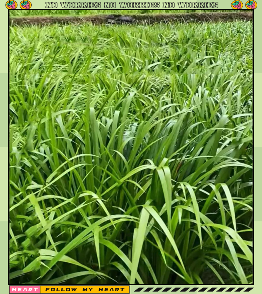 山柰的种植要点及注意事项