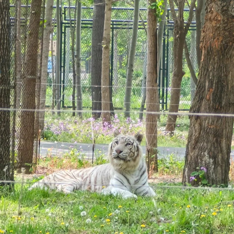 门票价格为通票45元/人秦皇岛野生动物园半价优惠票可提前预约购买