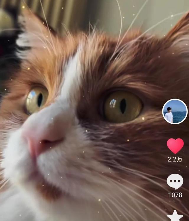 东方甄选主播们的可爱宠物