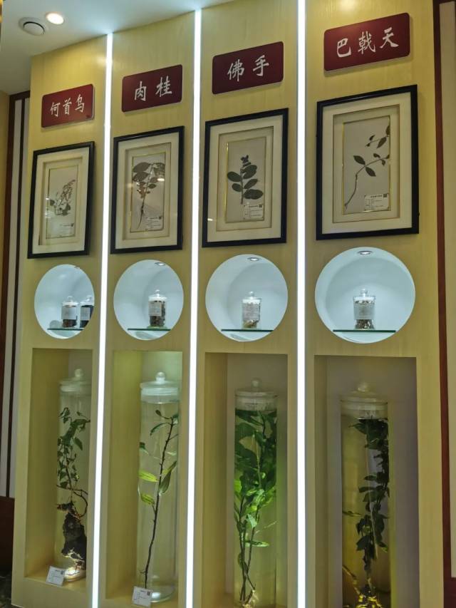 肇庆中药标本馆有什么中药"宝藏"?记者带你"看究竟"