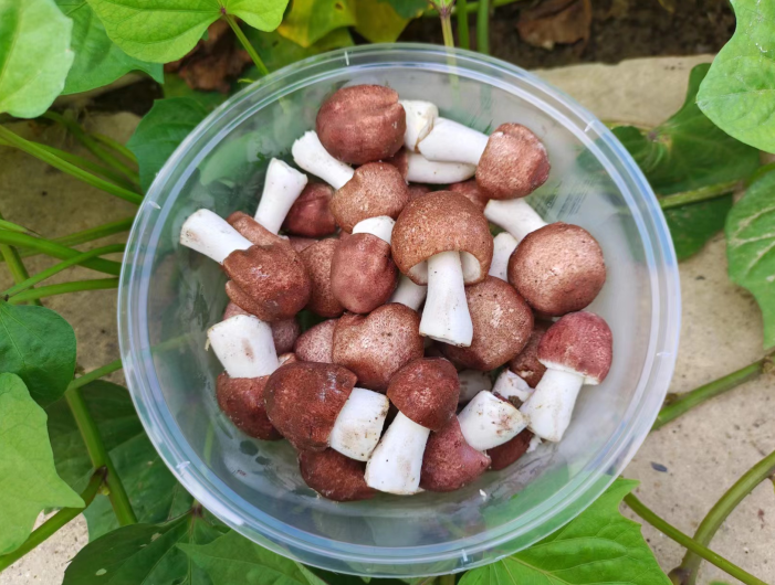 揭秘姬松茸与松茸菌的真正区别