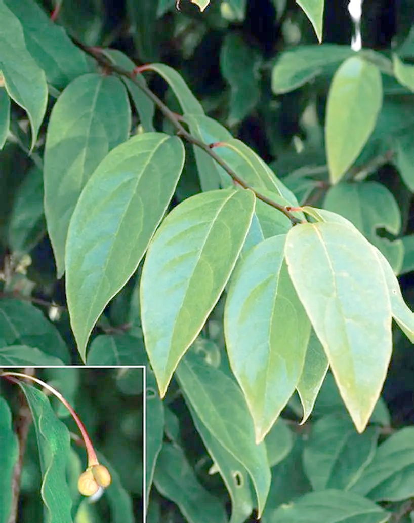 青风藤:一种具有多种药理作用的中药材