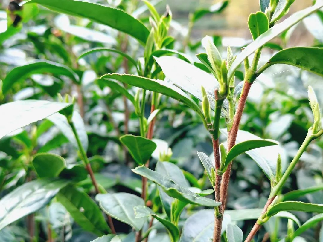 茶香图片大全图片