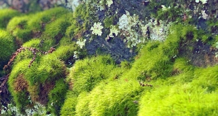 低等植物有哪些