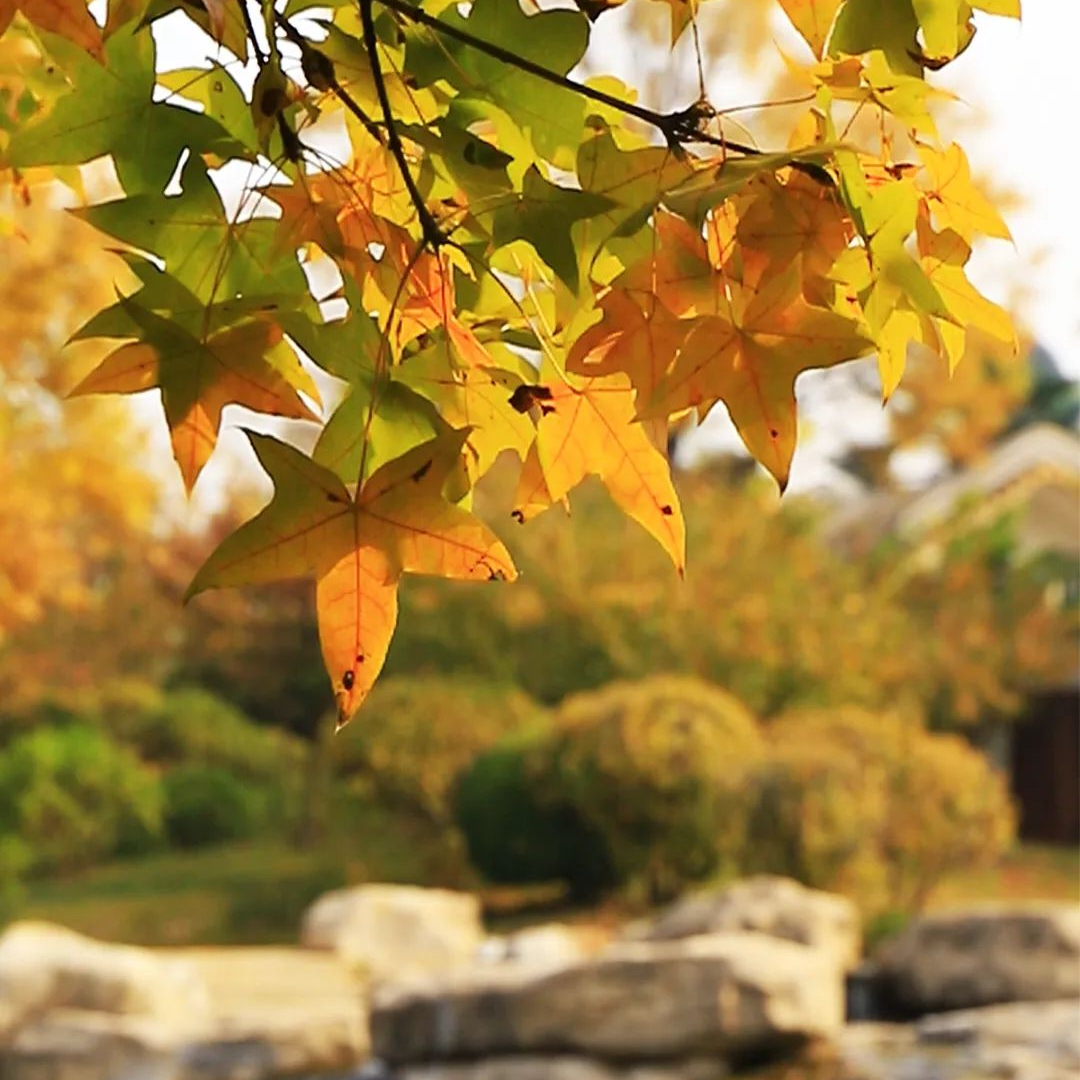 二十四节气立秋