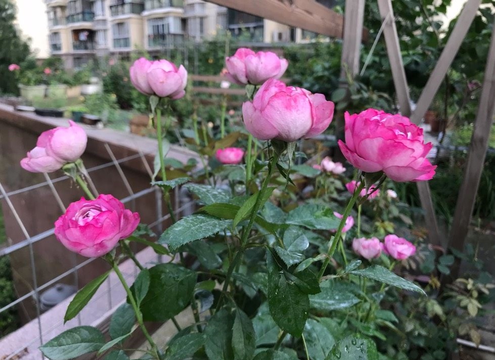 以香闻名的月季—羊脂香水,花美如芍药,芬芳馥郁,四季能赏花