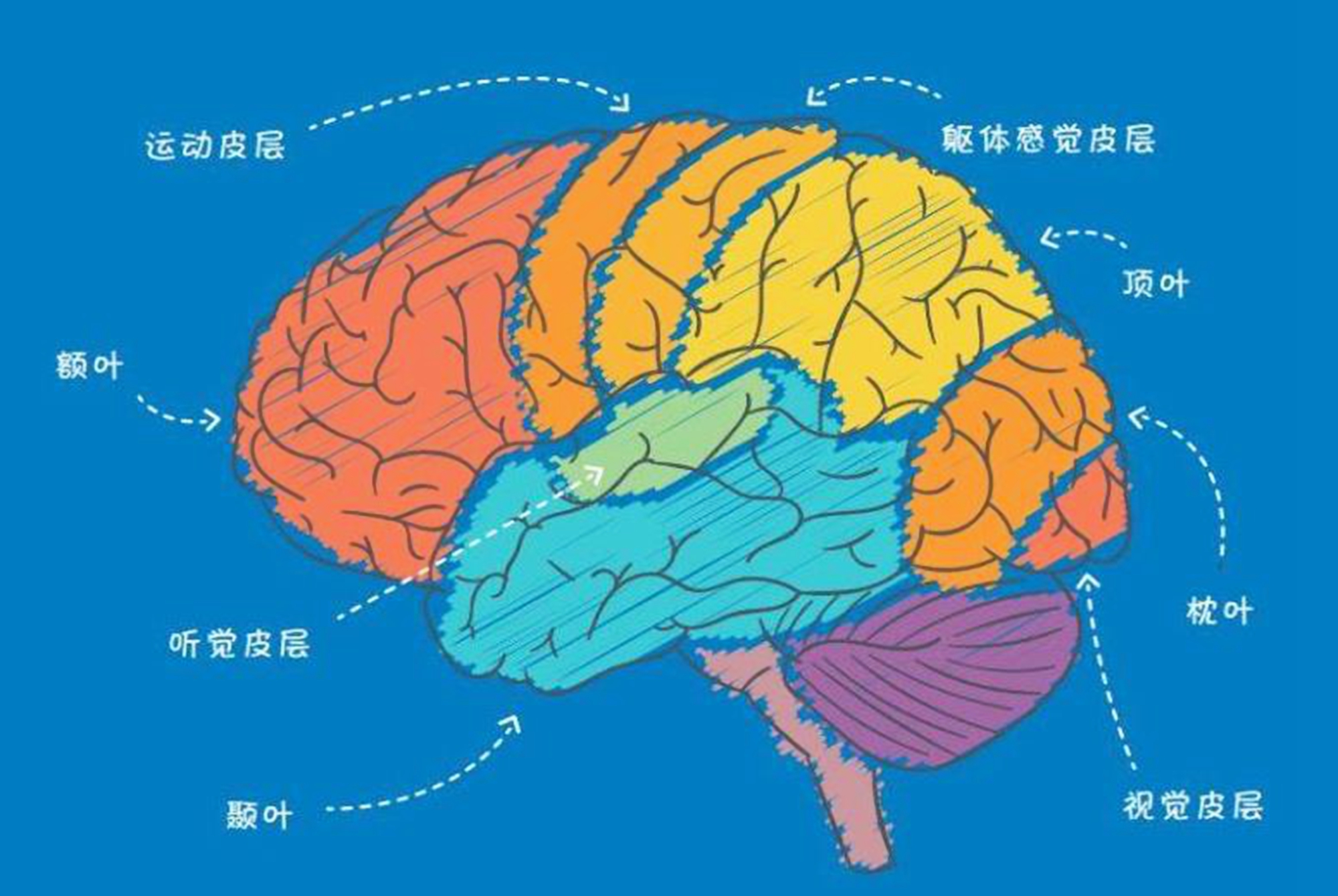 大脑的外层叫 baijiahao.baidu.com